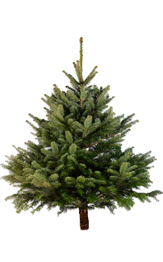 Датская ёлка