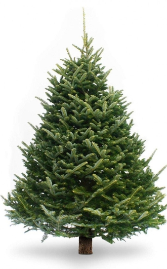 Пихта Фразера