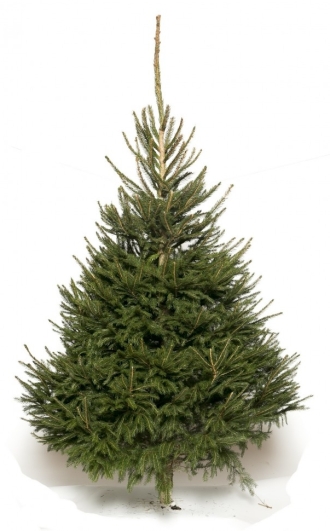 Европейская ёлка