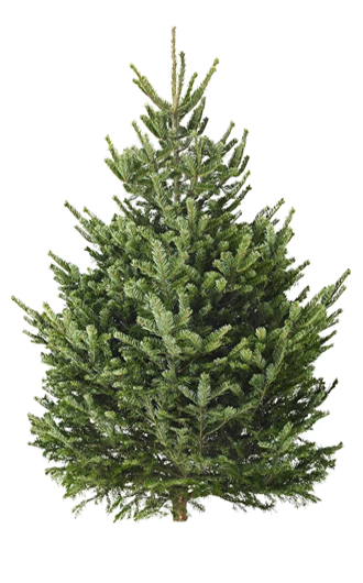 Пихта Нордмана