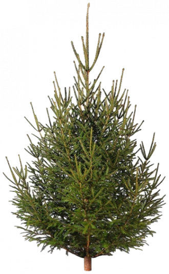 Русская ёлка