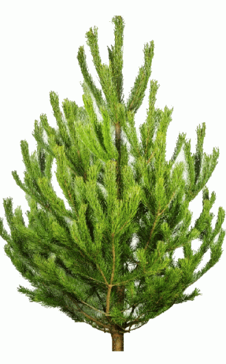 Русская сосна